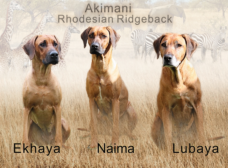 Akimani-Rodesian-Ridgeback-Collage-2022